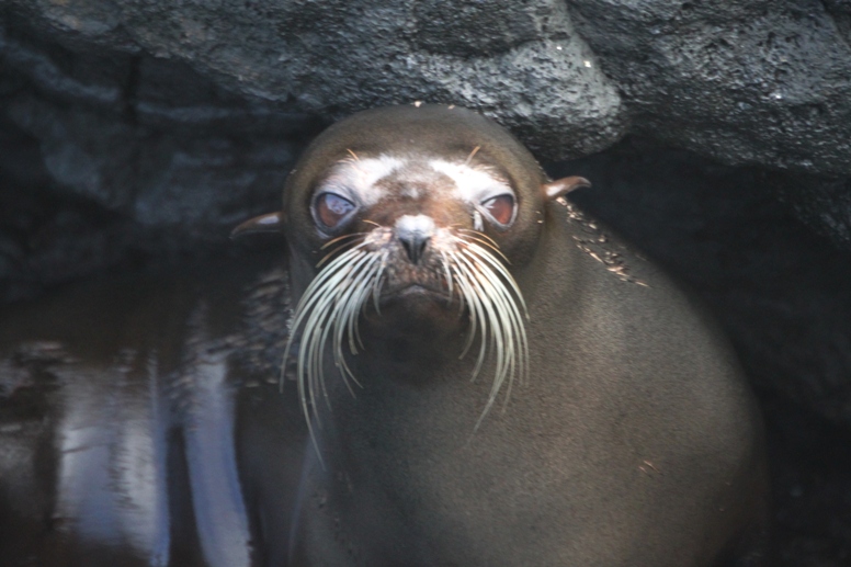 sea lion